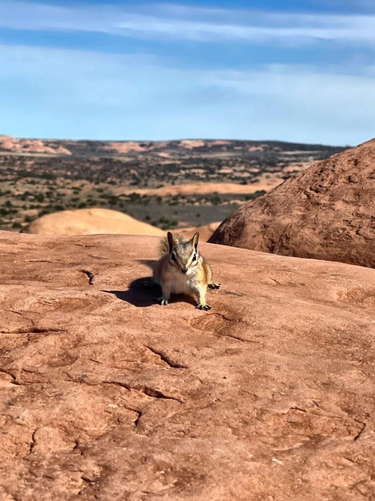 Wildlife in Canyonland National Park Moab, Utah
