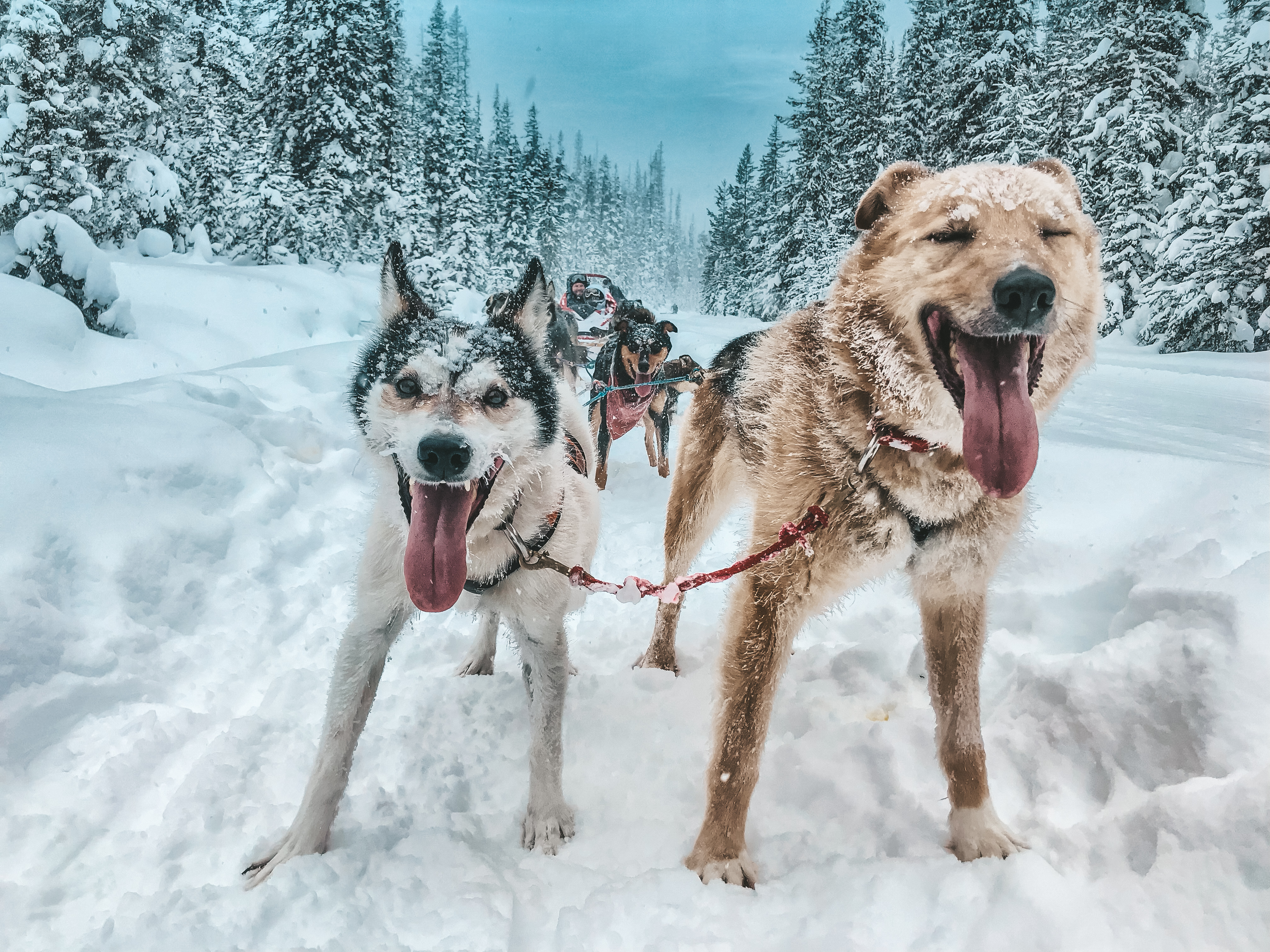 Winter Wonderland Adventure in Banff