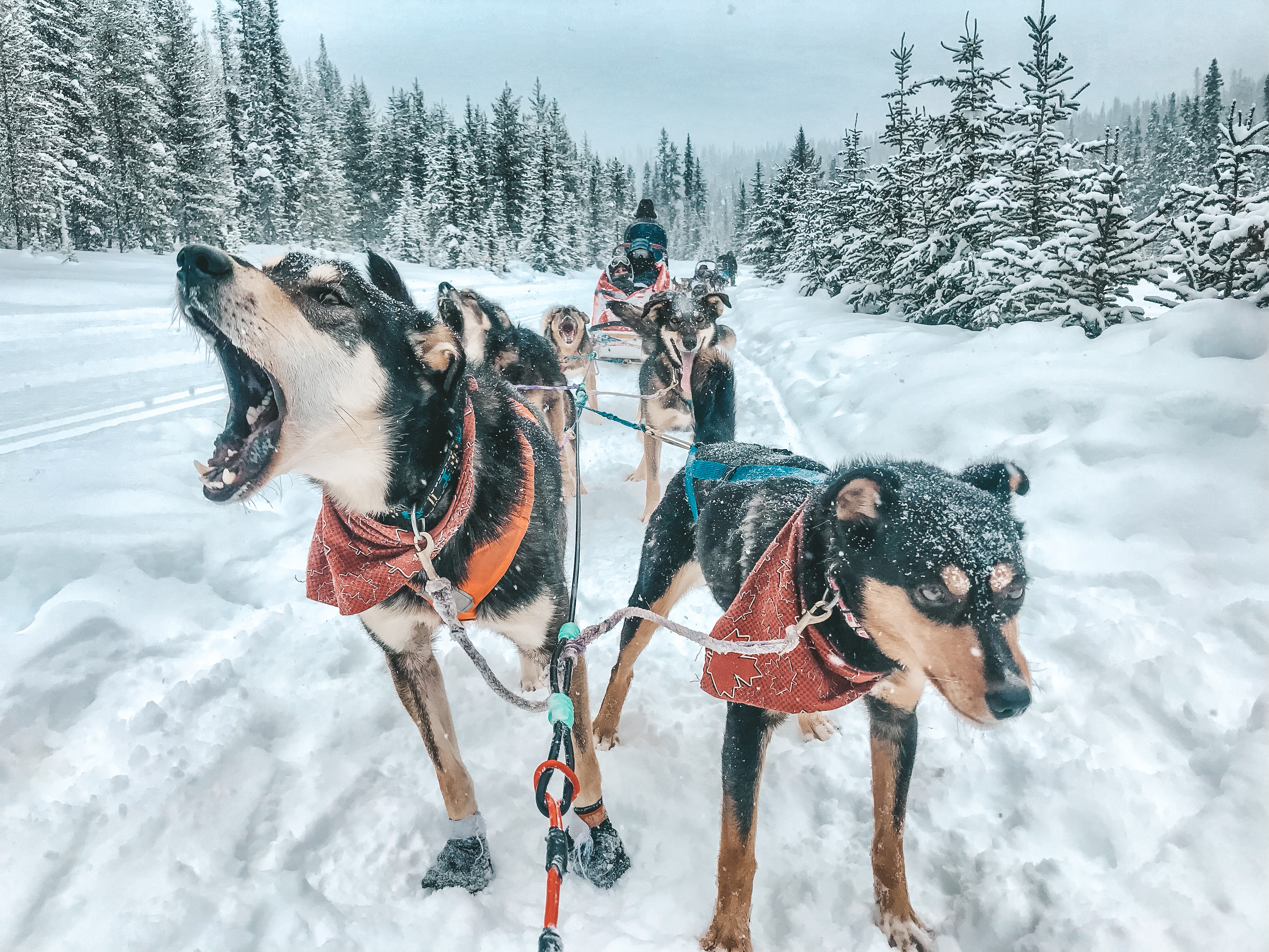Winter Wonderland Adventure in Banff