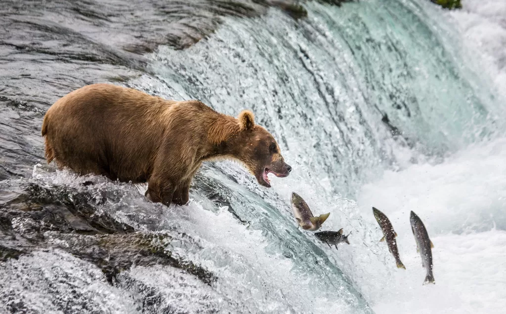 Grizzly bear catching Salmon in Katmai National Park
