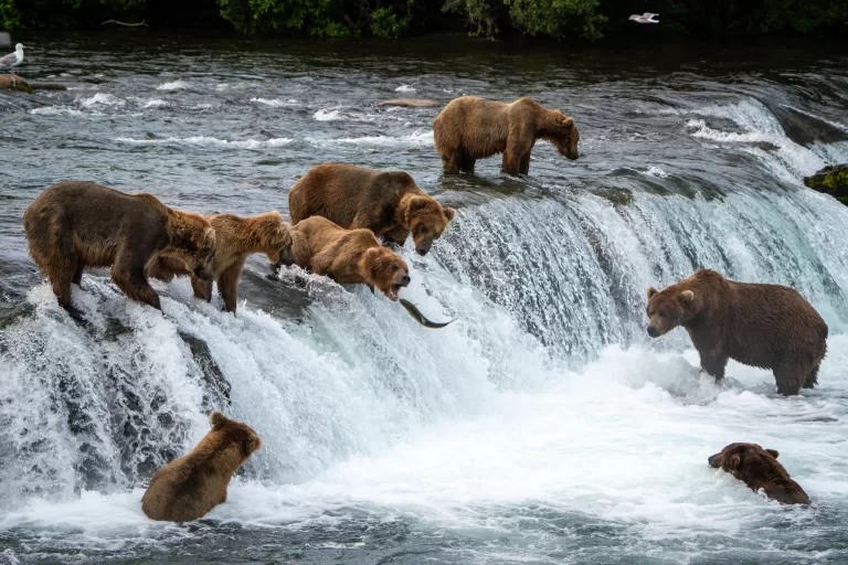 Planning for Katmai National Park, Alaska: A Once-in-a-Lifetime Trip