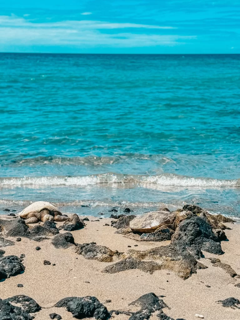 Sea turtles on the big island Hawaii