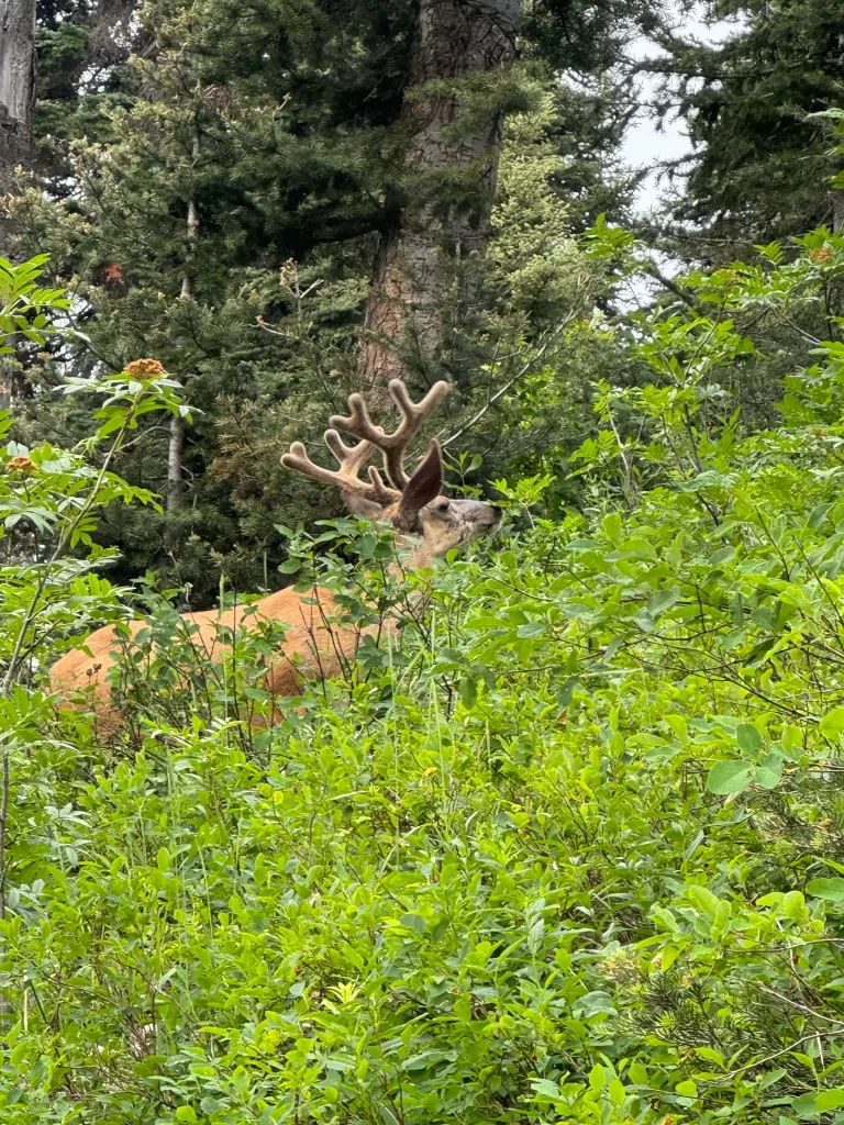 Delta Lake Hike in Grand Teton