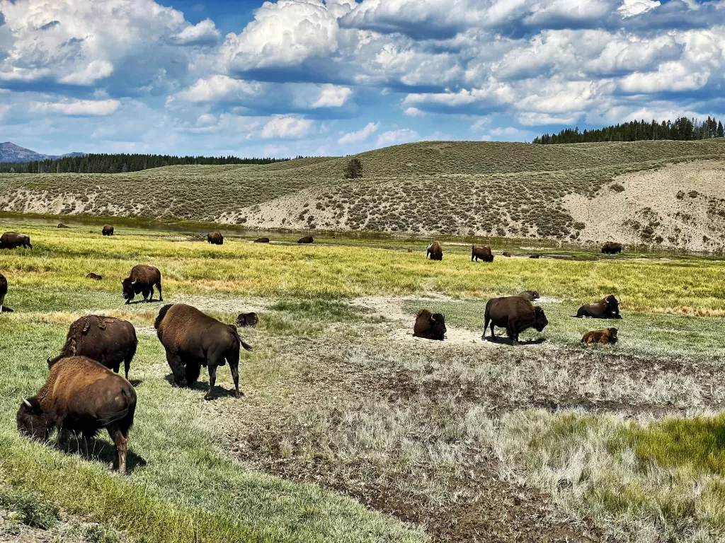 Bison in Yellowstone