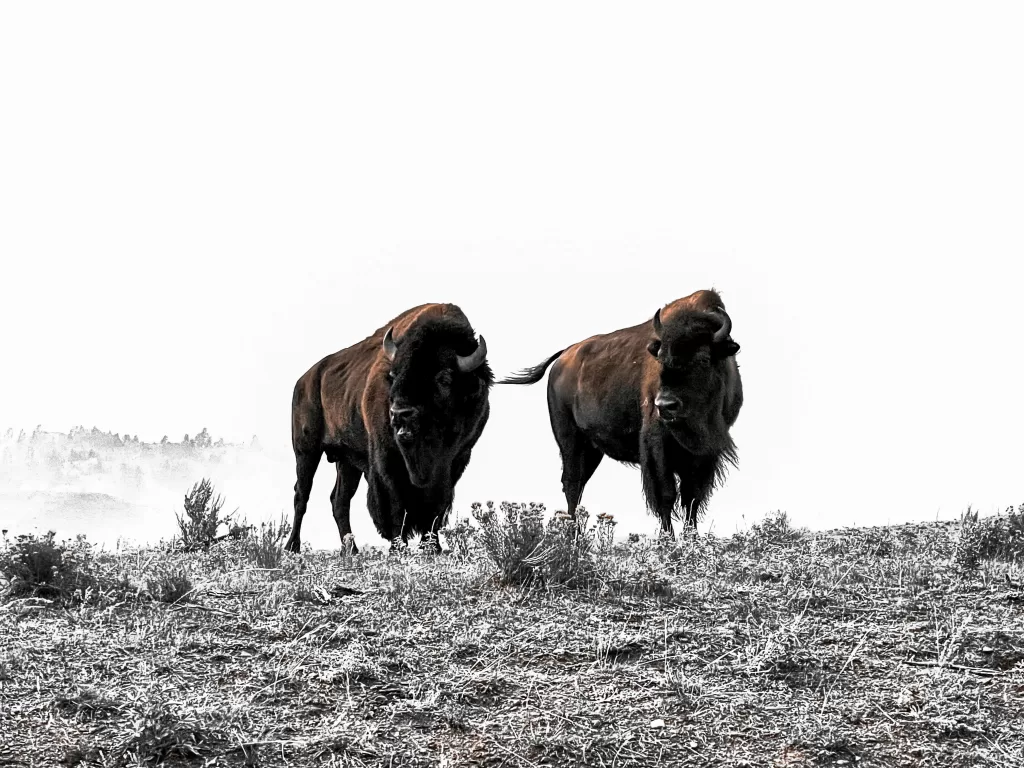 Bison in Yellowstone