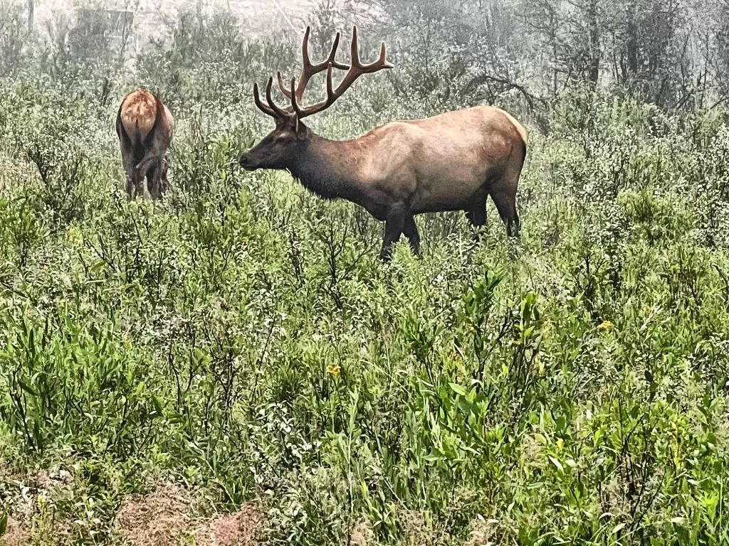 Elk in Grand Teton