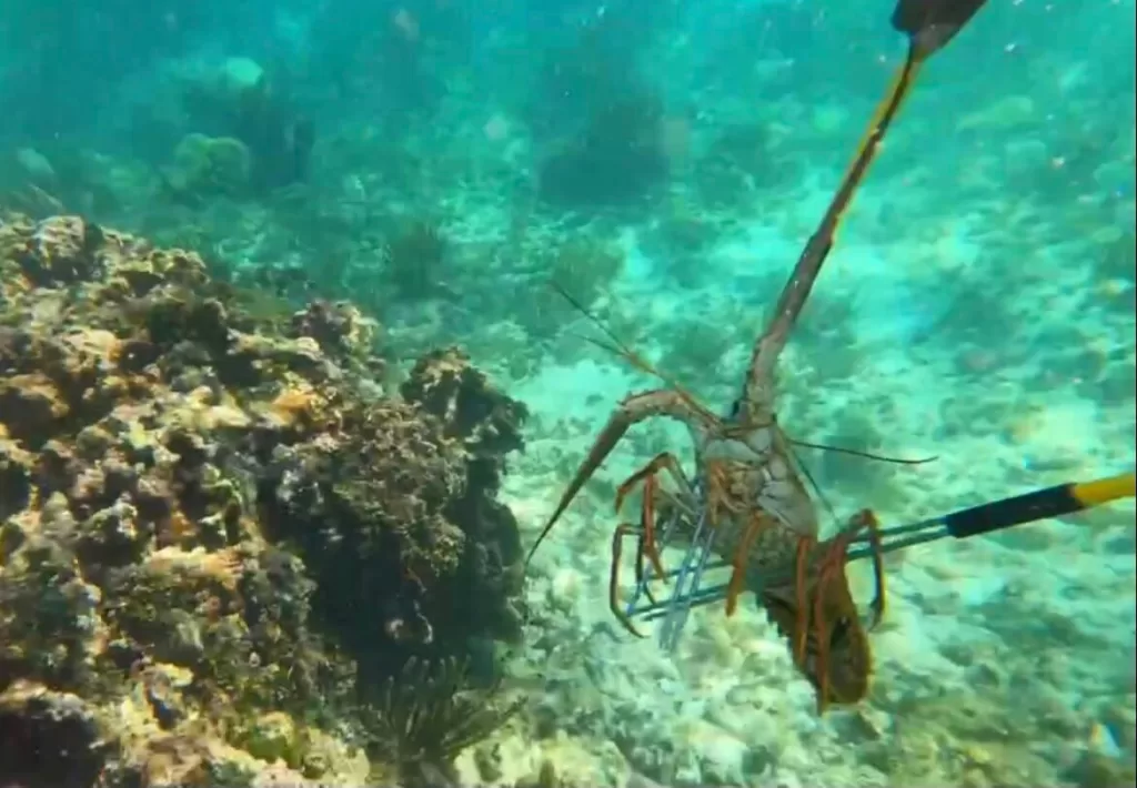 diving in San Pedro