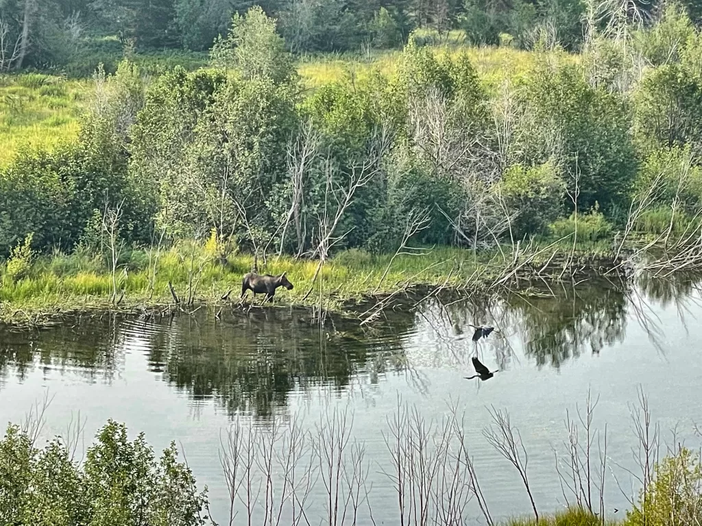 Moose in Grand Teton