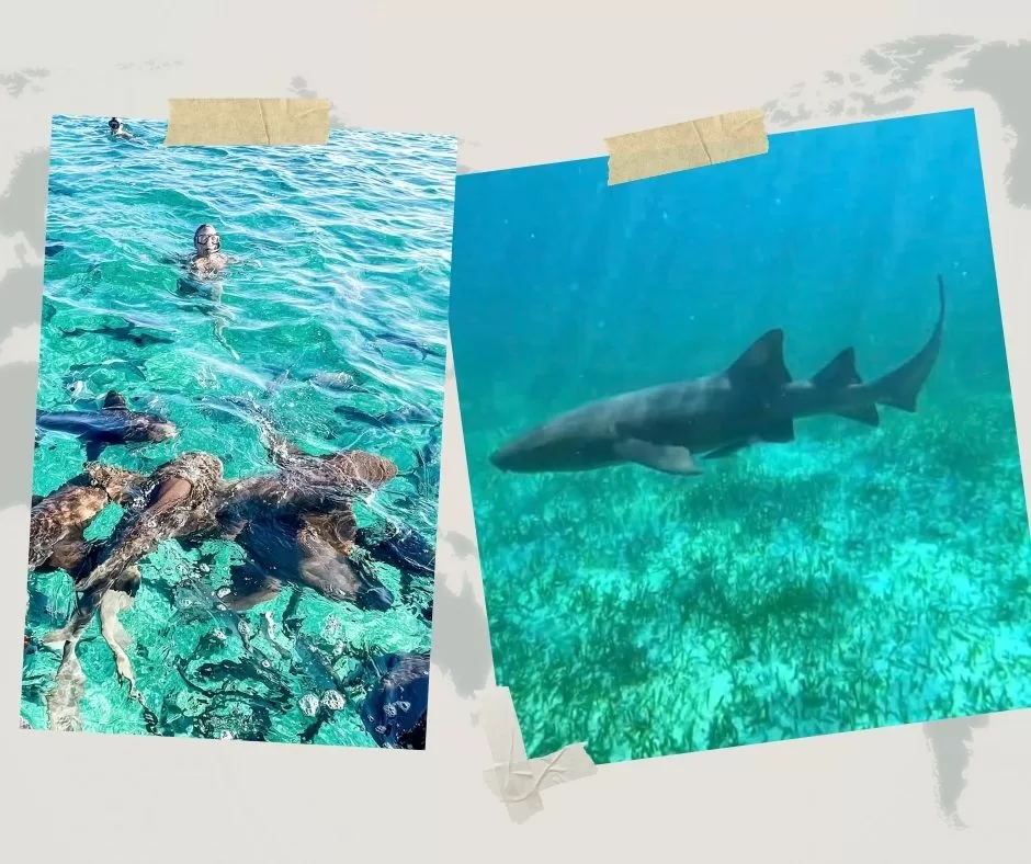 Snorkeling with sharks in San Pedro