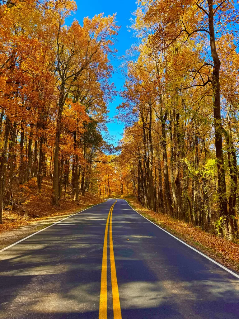 Golden leaves in the fall