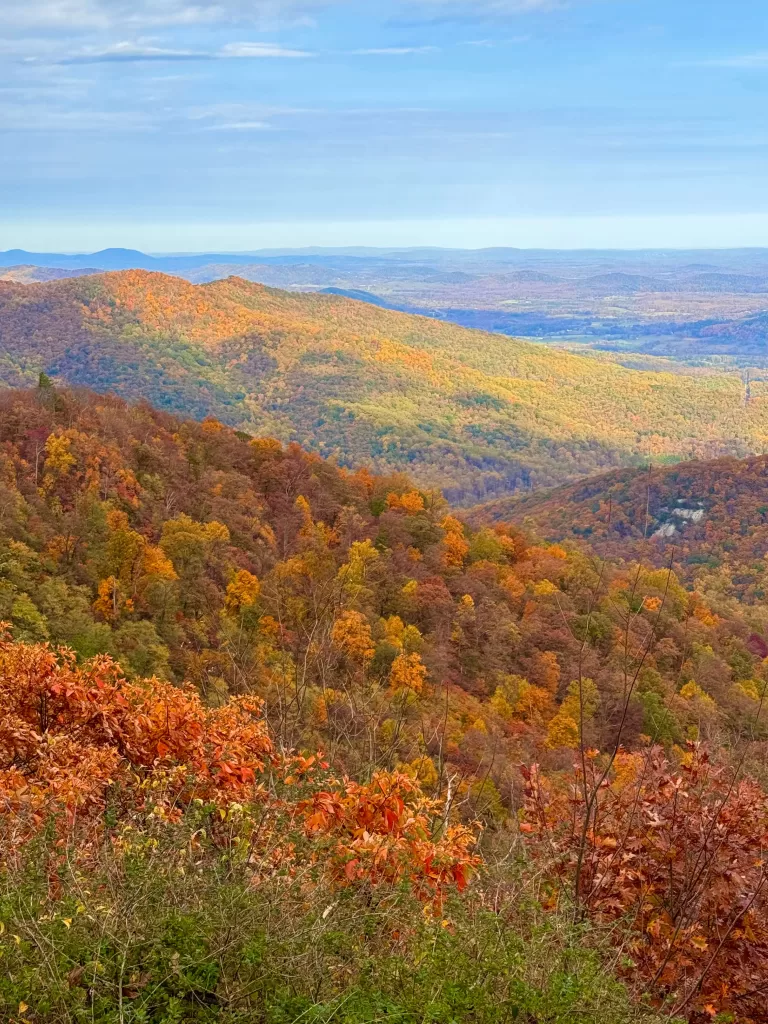 Yellow and red leaves in the hills of Virginia