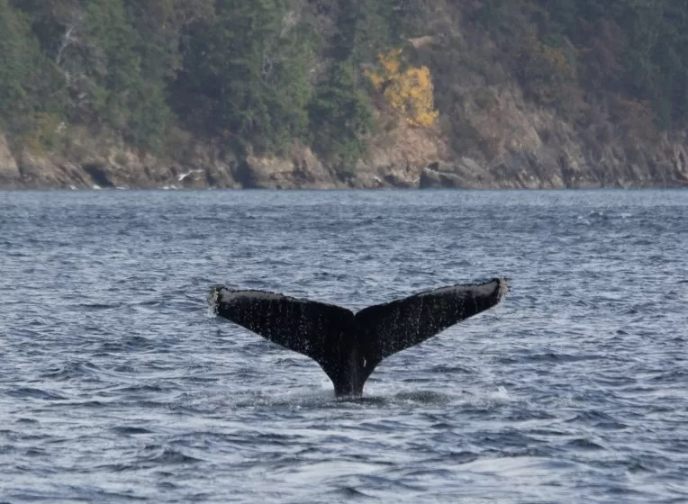 Humpback whale tale