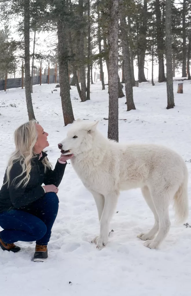 close encounter with wolves