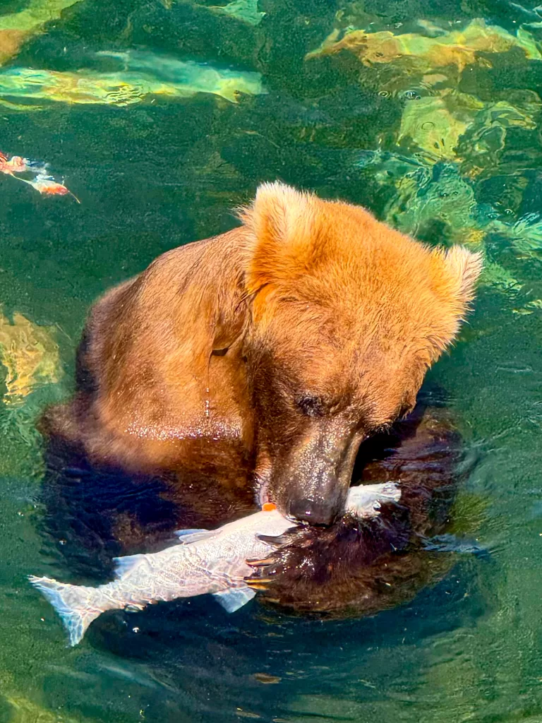 Into the Wild: How To See Bears In Brooks Falls, Alaska