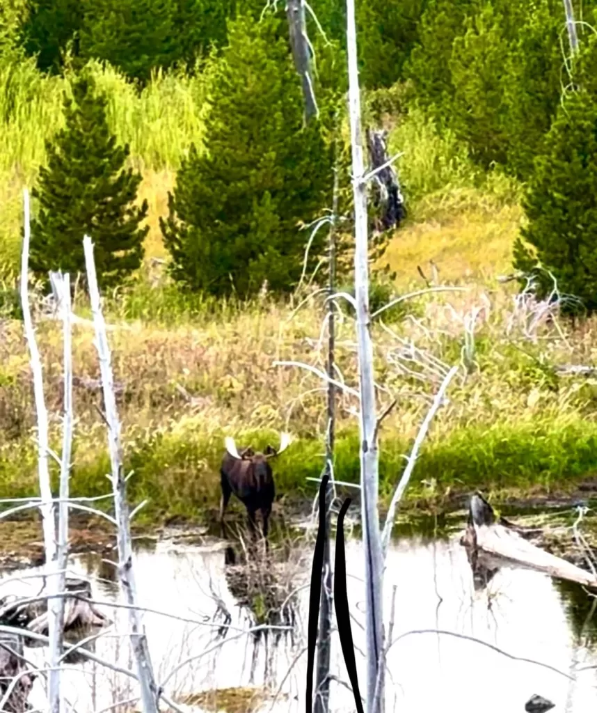 Moose in Glacier National Park